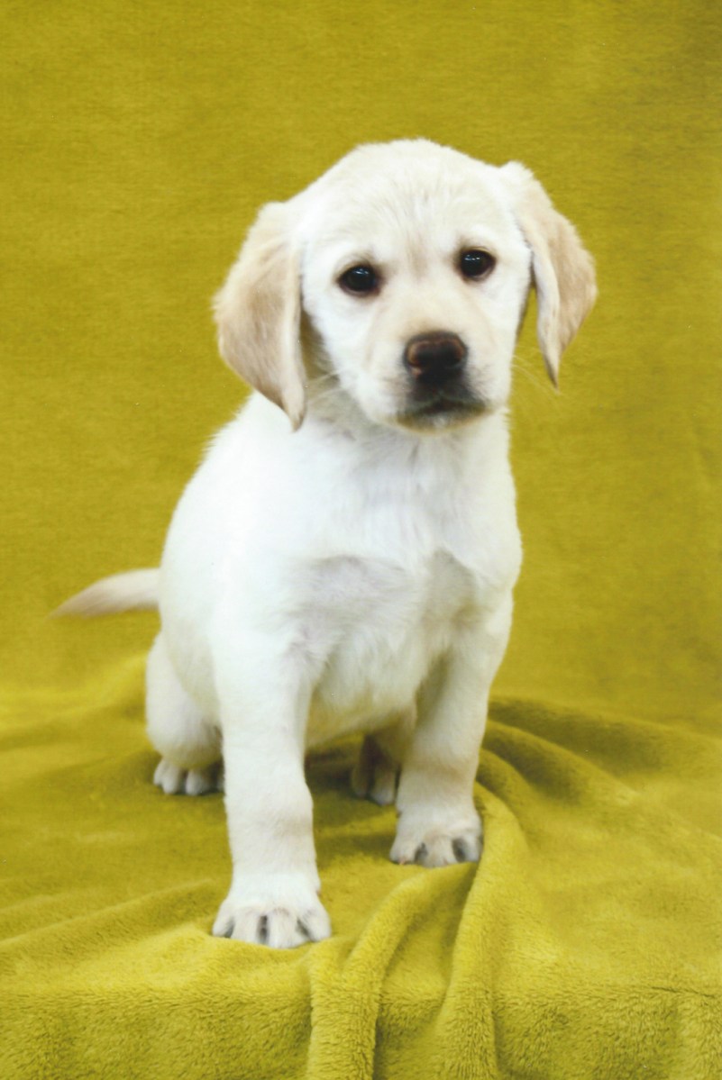 Fletcher - Six weeks old