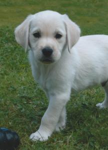 Craven Six Weeks Old